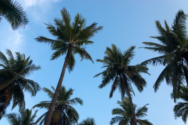 Hindistan cevizi ağacı mavi gökyüzü karşı