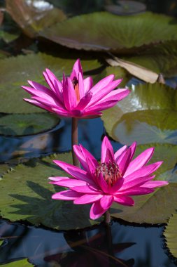 Bahçe gölet pembe nilüfer.