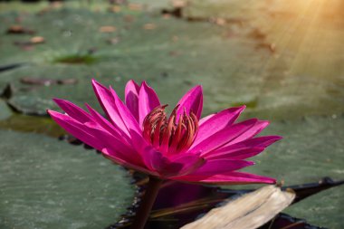 Bahçe gölet pembe nilüfer.