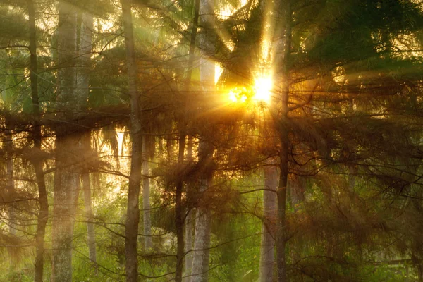 Hermosa mañana soleada en el bosque con rayos de sol brillando thro — Foto de Stock