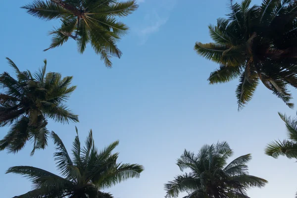 Kokosnöt träd mot en blå himmel — Stockfoto