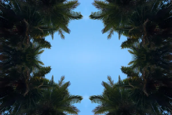 Kokosowe drzewo przeciw błękitne niebo — Zdjęcie stockowe