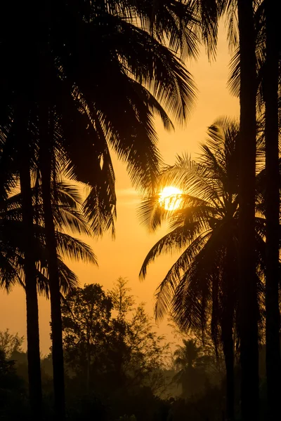 Silhouette of coconut trees with sunrise. — Stock Photo, Image