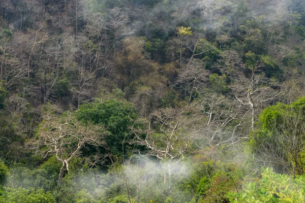 Foresta estiva e nebbia . — Foto Stock