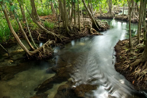 Amazing nature, Green water in the forest. Krabi, Thailand. — Stock Photo, Image