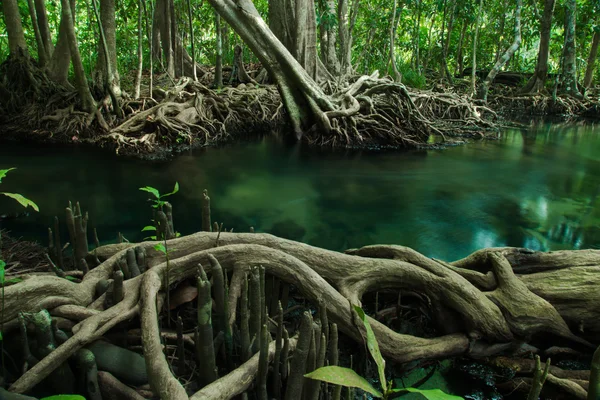 Natura incredibile, acqua verde nella foresta. Krabi, Thailandia . — Foto Stock