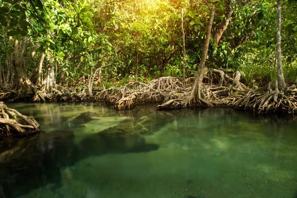 Καταπληκτική φύση, πράσινο νερό στο δάσος. Κράμπι, Ταϊλάνδη. — Φωτογραφία Αρχείου