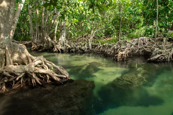 Increíble naturaleza, agua verde en el bosque. Krabi, Tailandia . —  Fotos de Stock