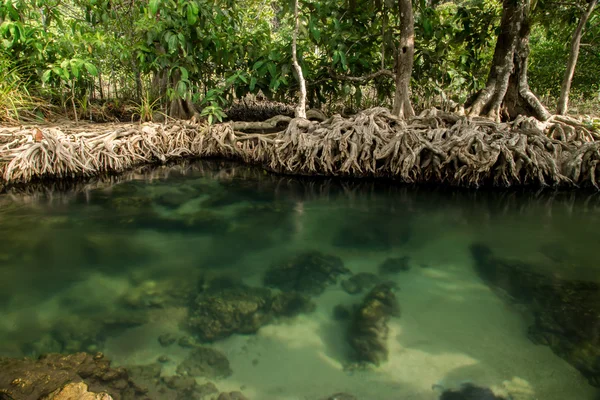 Natura incredibile, acqua verde nella foresta. Krabi, Thailandia . — Foto Stock