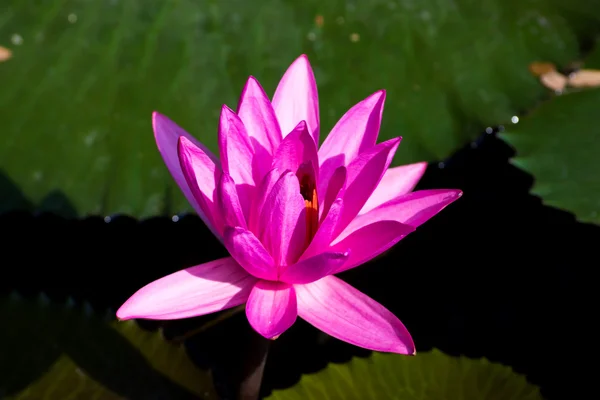 庭の池でピンクのスイレン. — ストック写真