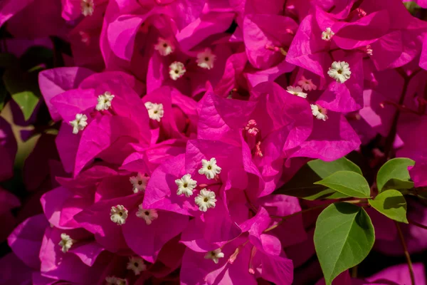 Close up of Bougainvillea flower. — Stock Photo, Image