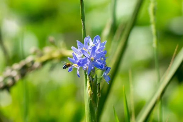 Fiori viola chiaro di Monochoria elata Ridl . — Foto Stock