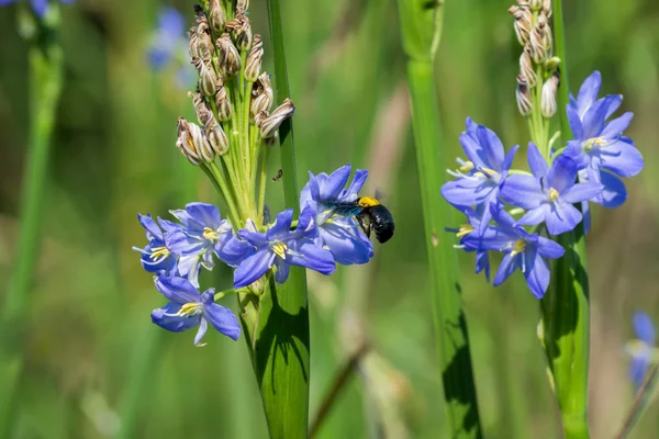 Lichtpaarse bloemen van monochoria elata ridl. — Stockfoto