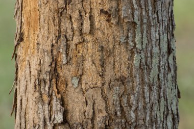 Maun ağaç kabuğu.