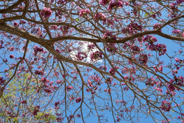 Tabebuia heterophylla (růžové trubka strom ) — Stock fotografie