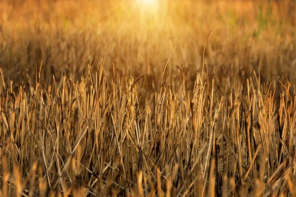 The burning of rice straw — Stock Photo, Image