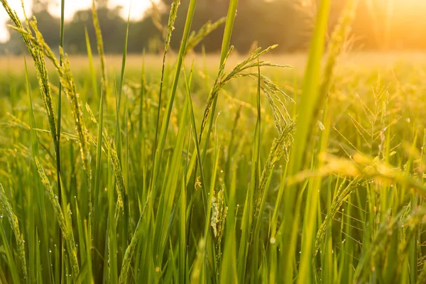 Planta de arroz en campo de arroz con luz solar. Imagen desenfocada . — Foto de Stock