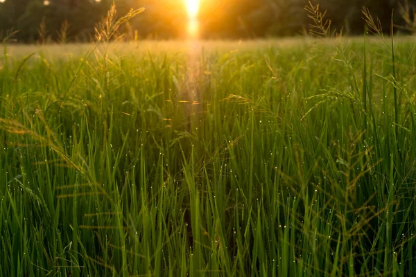 Rijstplant in rijstveld — Stockfoto