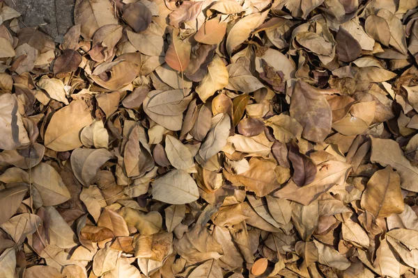 Dry leaves of Pink trumpet tree in the summer. — Stock Photo, Image