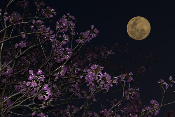 Night sky and flower with a full moon.