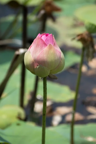 Bellissimo fiore di loto rosa — Foto Stock