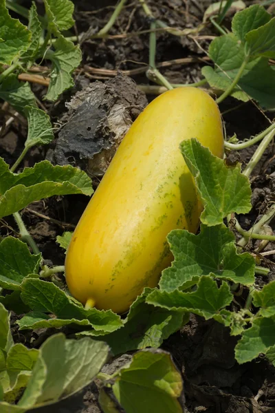 Detail meloun meloun (Cucumis melo), zrání na rostlině — Stock fotografie