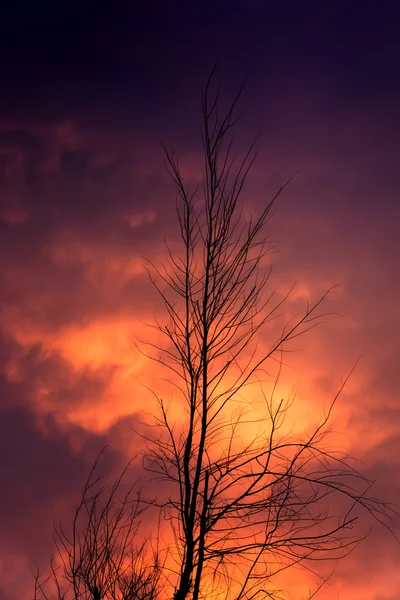 나무 가지와 황혼 배경 실루엣. — 스톡 사진