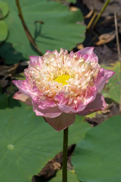 Hermosa flor de loto rosa — Foto de Stock