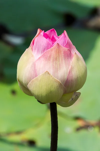 Bellissimo fiore di loto rosa — Foto Stock