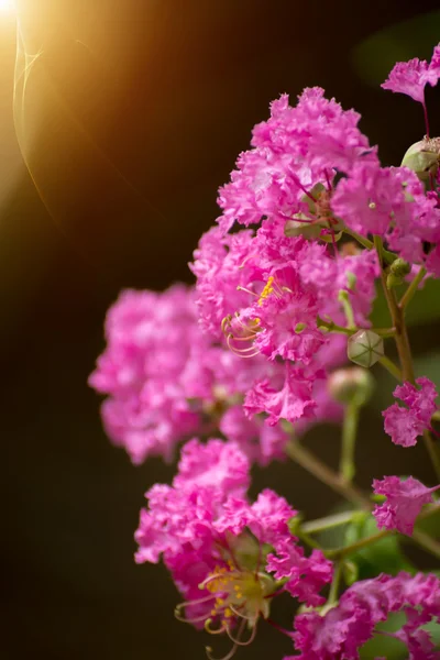 Pink flower of Crape myrtle. — Stock Photo, Image