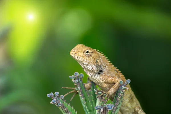 Close up de lagarto na árvore . — Fotografia de Stock