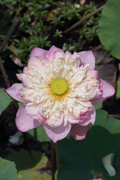 Bellissimo fiore di loto rosa — Foto Stock