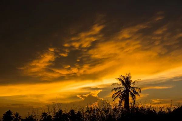 Zwarte silhouet van een boom met een oranje cloud. — Stockfoto