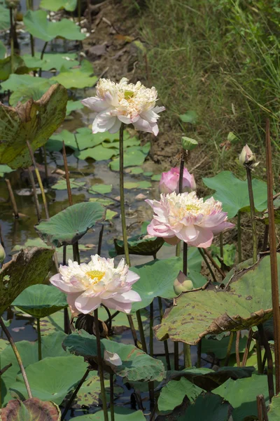 Bellissimo fiore di loto rosa — Foto Stock