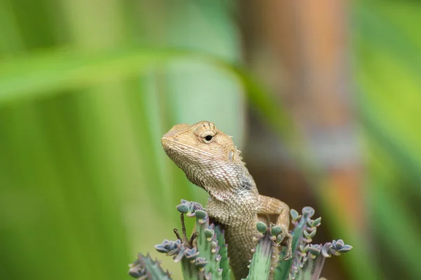 Close up of lizard on tree. — Stock Photo, Image