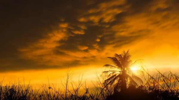 オレンジ色の雲とツリーの黒いシルエット. — ストック写真