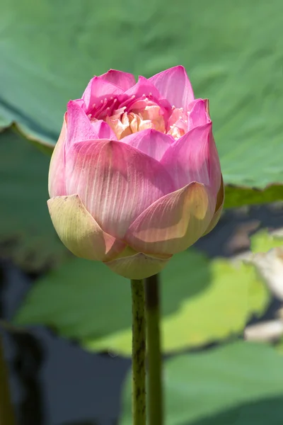 Bellissimo fiore di loto rosa — Foto Stock