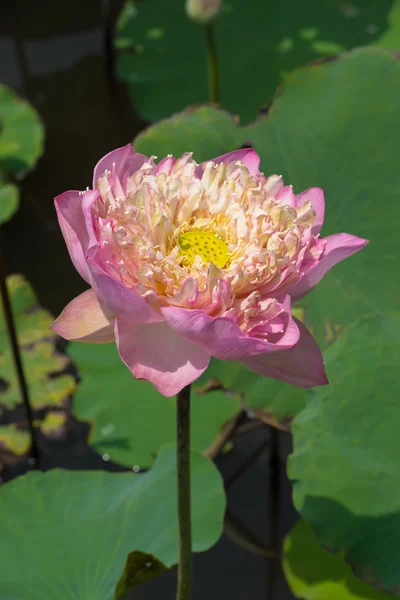 Красивый розовый цветок лотоса — стоковое фото