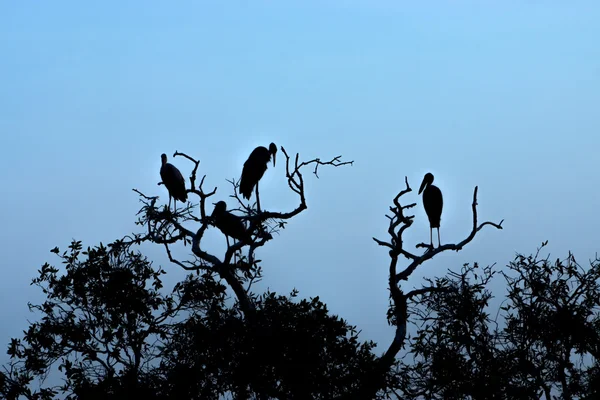 Silueta pájaro en rama — Foto de Stock