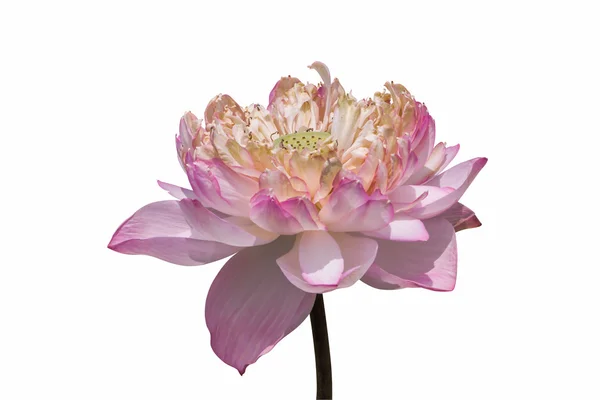 美しいピンクの蓮の花 — ストック写真