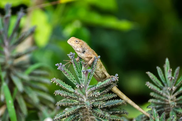 Zblízka na ještěrku na stromě. — Stock fotografie