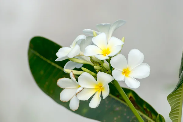 Frangipani květina na stromě. — Stock fotografie