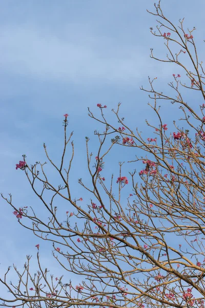 Tabebuia heterophylla (Розовая Труба)  ) — стоковое фото