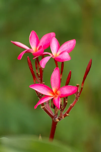 Frangipani květina na stromě. — Stock fotografie