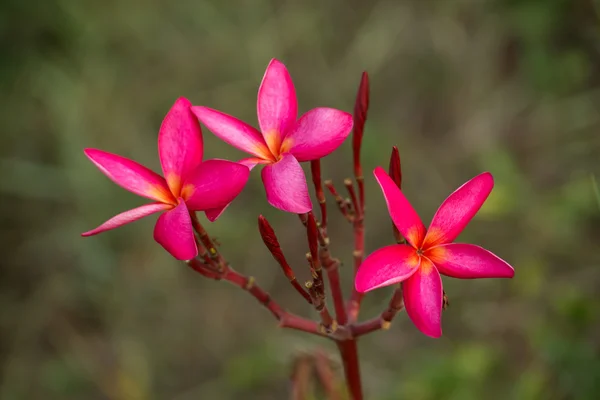 Flor de frangipani en el árbol. —  Fotos de Stock