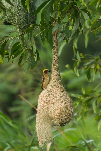 Baya Weaver (Ploceus philippinus.) — Fotografia de Stock