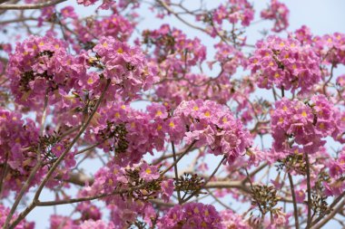 Tabebuia heterophylla güzel çiçek pembe çiçek