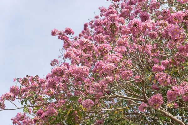 Krásné kvetoucí růžový květ z Tabebuia heterophylla — Stock fotografie