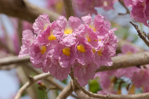 Beautiful blooming pink flower of Tabebuia heterophylla — Stock Photo, Image