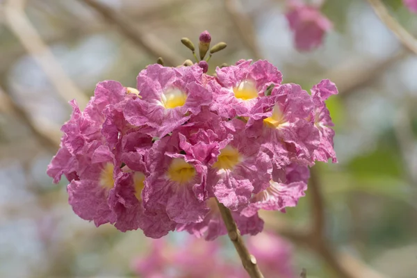 Bellissimo fiore rosa fiorito di Tabebuia heterophylla — Foto Stock